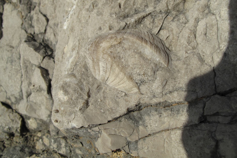 Bivalvi Megalodontidi?